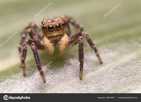 Salticidae - Jumping spider — Stock Photo © Macrolife #149612078