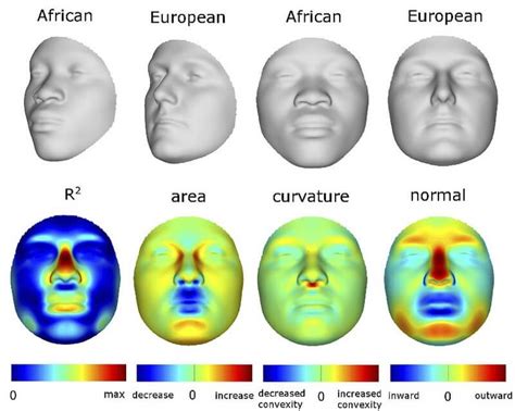 African Nose Shape