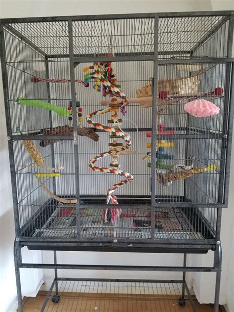 3 Budgies Cage Setup | Parakeet cage, Pet bird cage, Cockatiel cage