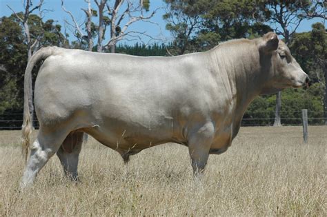 American Brown Swiss - Cow Breeds : 51 pics