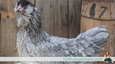 Blue Egg Chicken Breeds