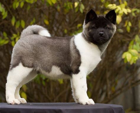 [8+] 6 Months Old Cute Akitas Dog Puppy For Sale Or Adoption Near Me ...