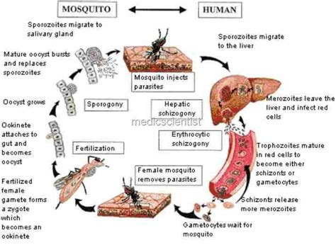 protozoan infection - pictures, photos