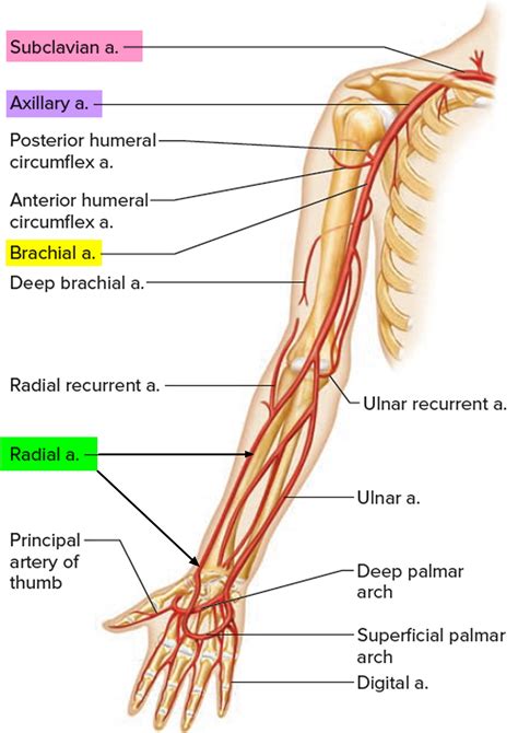 Radial Artery - Location in the Arm for Radial Artery Catheterization