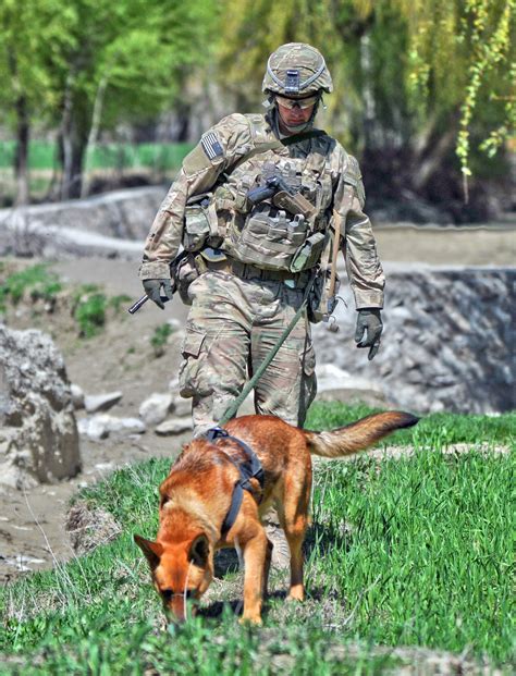 A Salute To Military Service Animals