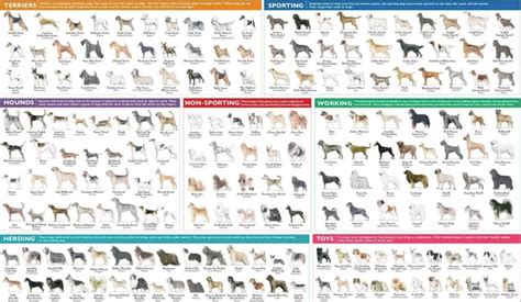 AKC Dog Breed Groups: Understanding Breed Groups at AKC Shows