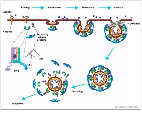 Figure 1 from Clathrin-mediated endocytosis: the gateway into plant ...