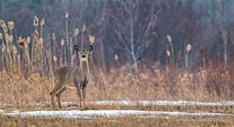 Deer - A beautiful deer in its natural habitat. | Deer, Habitats, Animals