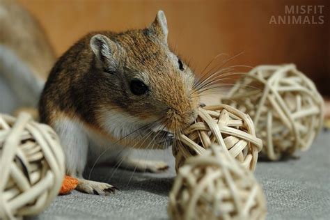 Gerbil Breeds: 8 Types Of Gerbils & Their Characteristics