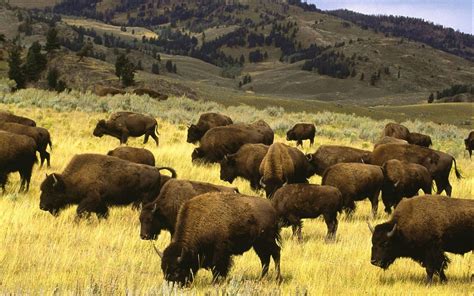 Buffalo Desktop Wallpaper Free Download