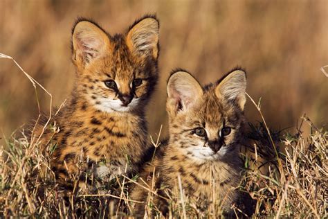 Baby African Serval Cat