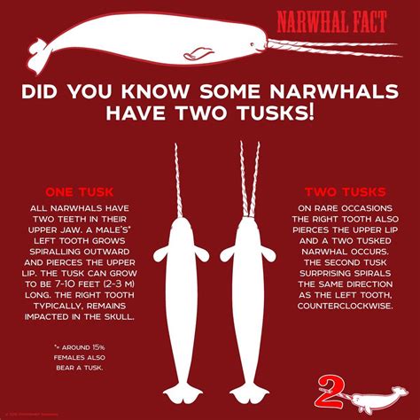 Narwhal | Narwhal facts, Narwhal, Marine biology