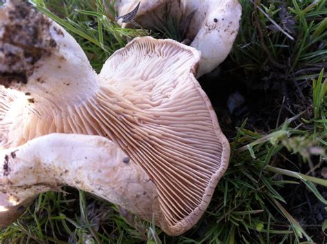 From a rural area trip (Pleurotus eryngii?) - Mushroom Hunting and ...