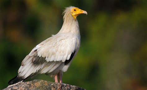 From Mythical Creature to Endangered Species: The Egyptian Vulture ...