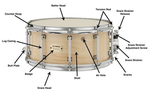 Snare Drum Parts Diagram | Quizlet