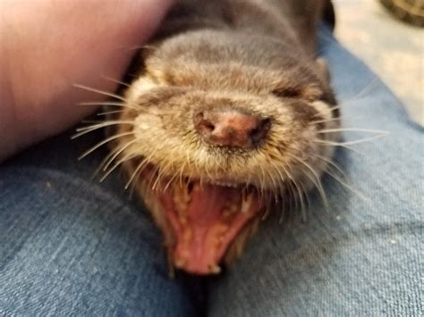 He yawn! I got to pet river otters yesterday. It was was as amazing as ...