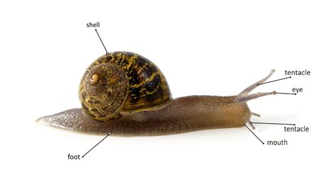 Snails Anatomy - The Fascinating Body of Mollusks