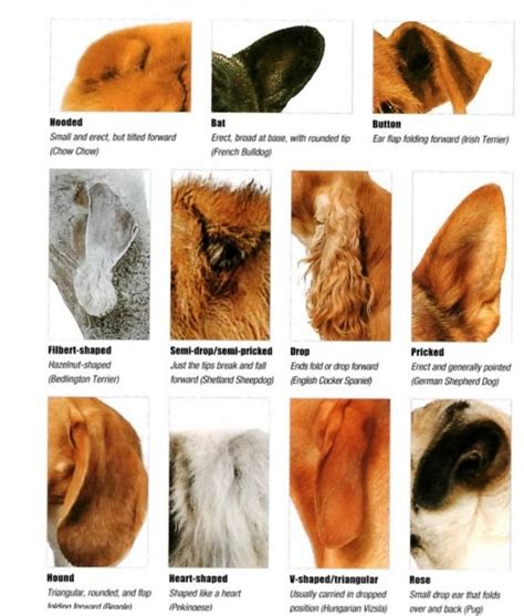 Terminology - Dog Breed Handbook