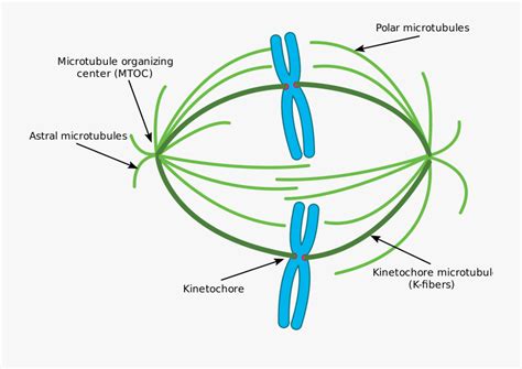 Microtubule - Prometaphase Of Mitosis , Free Transparent Clipart ...