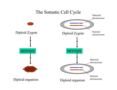 The Somatic Cell Cycle