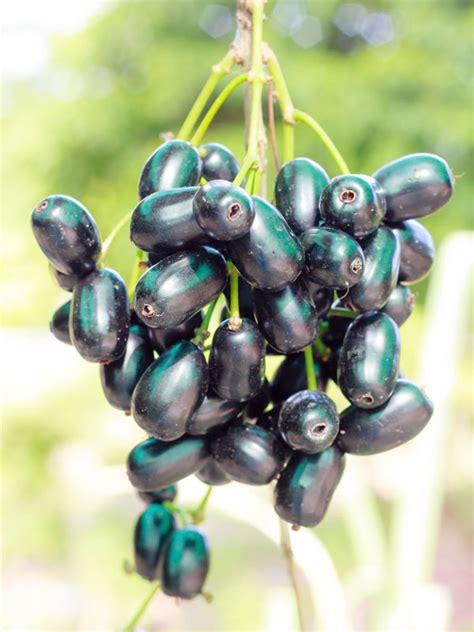 Black Java Plum Tree (syzygium cumini) | Plum tree, Plum fruit, Plum