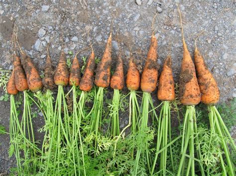 Danvers Carrot Organic Seeds – Hudson Valley Seed Company