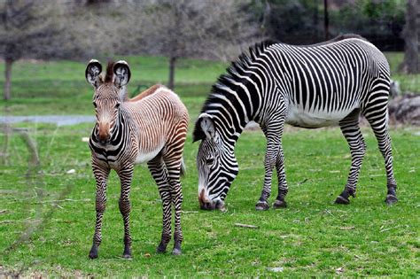 Grevy's zebras Animals | Facts & Interesting Pictures | All Wildlife ...