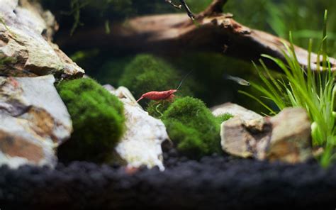 How to Setup a Shrimp Tank? - AquariumNexus