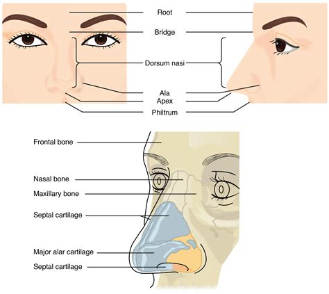 Nose: Anatomy and Histology of the Human Nose | Medical Library