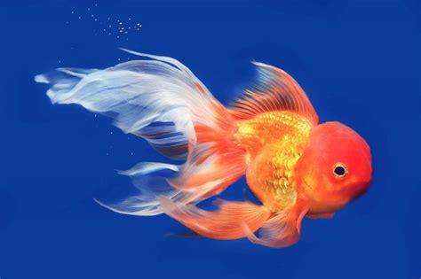 Veil Tail Goldfish: The Rare and Beautiful Coldwater Fish ...