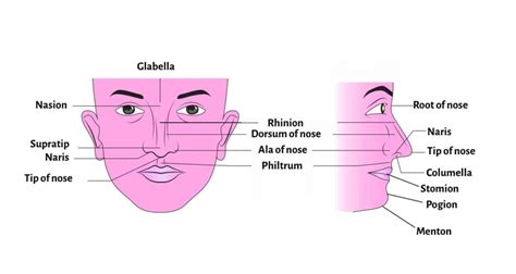 Anatomy of External Nose - Nasion, Rhinion, Supratip.