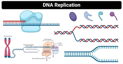 DNA Replication- Definition, enzymes, steps, mechanism, diagram (2022)