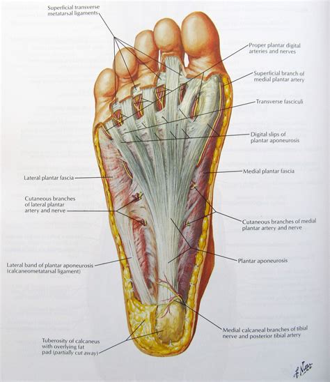 Diagram Of The Human Foot Bones