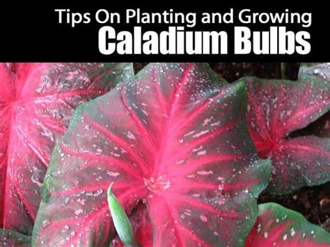 Your Complete Guide To Planting And Growing Caladium Bulbs