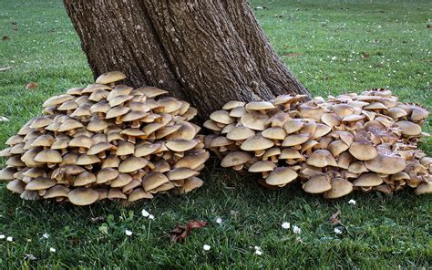 California Fungi: Armillaria mellea