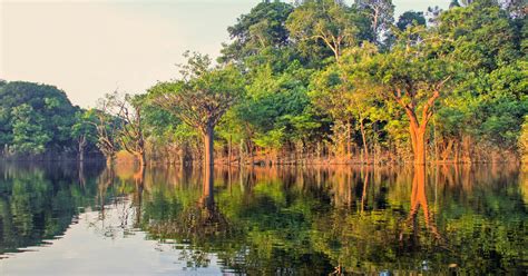 Manaus: Amazon Jungle Half-Day Walking Tour | GetYourGuide