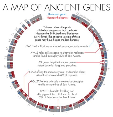 Ancient Human Genomes Offer New Insights Into Neanderthal Interactions ...