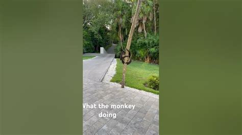 The sus monkey - YouTube