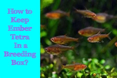 Breeding Box: How to Keep Ember Tetra In It? - Tetra Fish Care