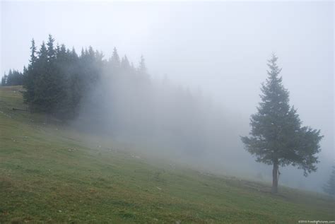 Foggy Hill – FREEBigPictures.com