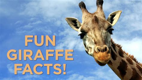 5 fun facts about giraffes! | abc7chicago.com