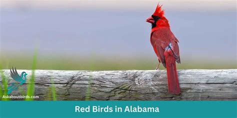 10 Red Birds in Alabama (+Free Photo Guide) - Ask About Birds