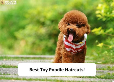 10 Best Toy Poodle Haircuts – With Pictures!