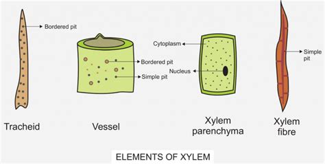 Components of Xylem - CBSE Class Notes Online - Classnotes123