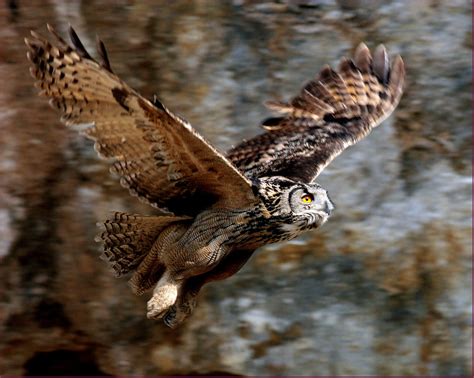 Flying Animal: The Blakiston's Fish Owl