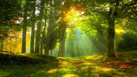 Sun rays in forest wallpaper - backiee