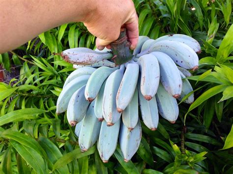 Anyone seen Java blue bananas, aka 'ice cream bananas' for sale in ...