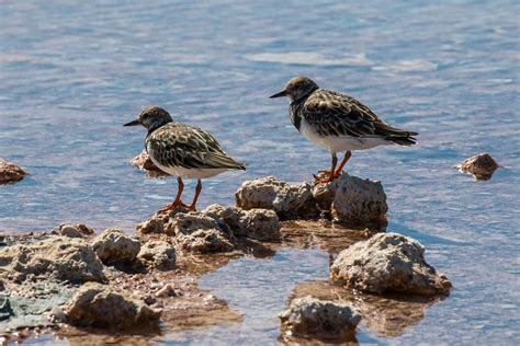 Ruddy Turnstone Facts, Habitat, Migration, Diet, Pictures