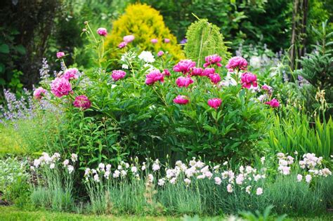 13 Beautiful Plants to Plant with Your Peonies - The Practical Planter