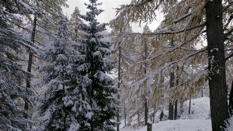 Trees and Forests in Switzerland During the Winter 23449859 Stock Video ...